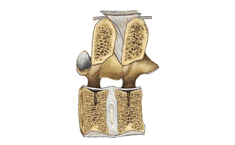 SOPAM - Bioregate